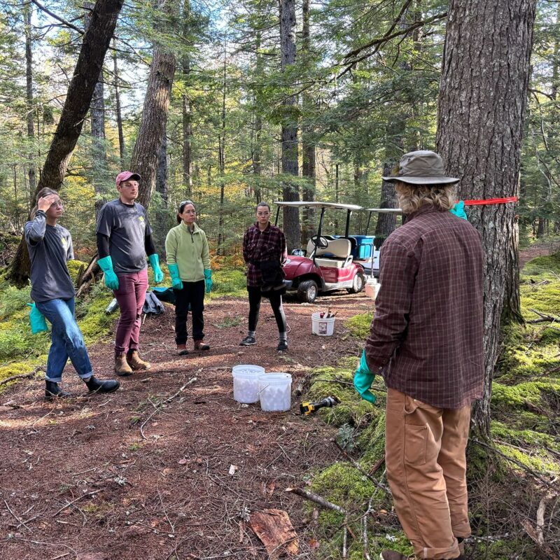 A group of five people measuring trees with red tape in a forest.